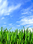 Cornfield in the spring