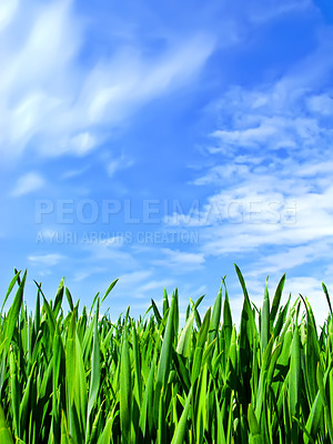 Buy stock photo Farm, wheat and grass in countryside, sky and nature in environment, plants and growth in land. Peace, ecosystems and ecology, sustainability and greenery in morning, summer and carbon capture