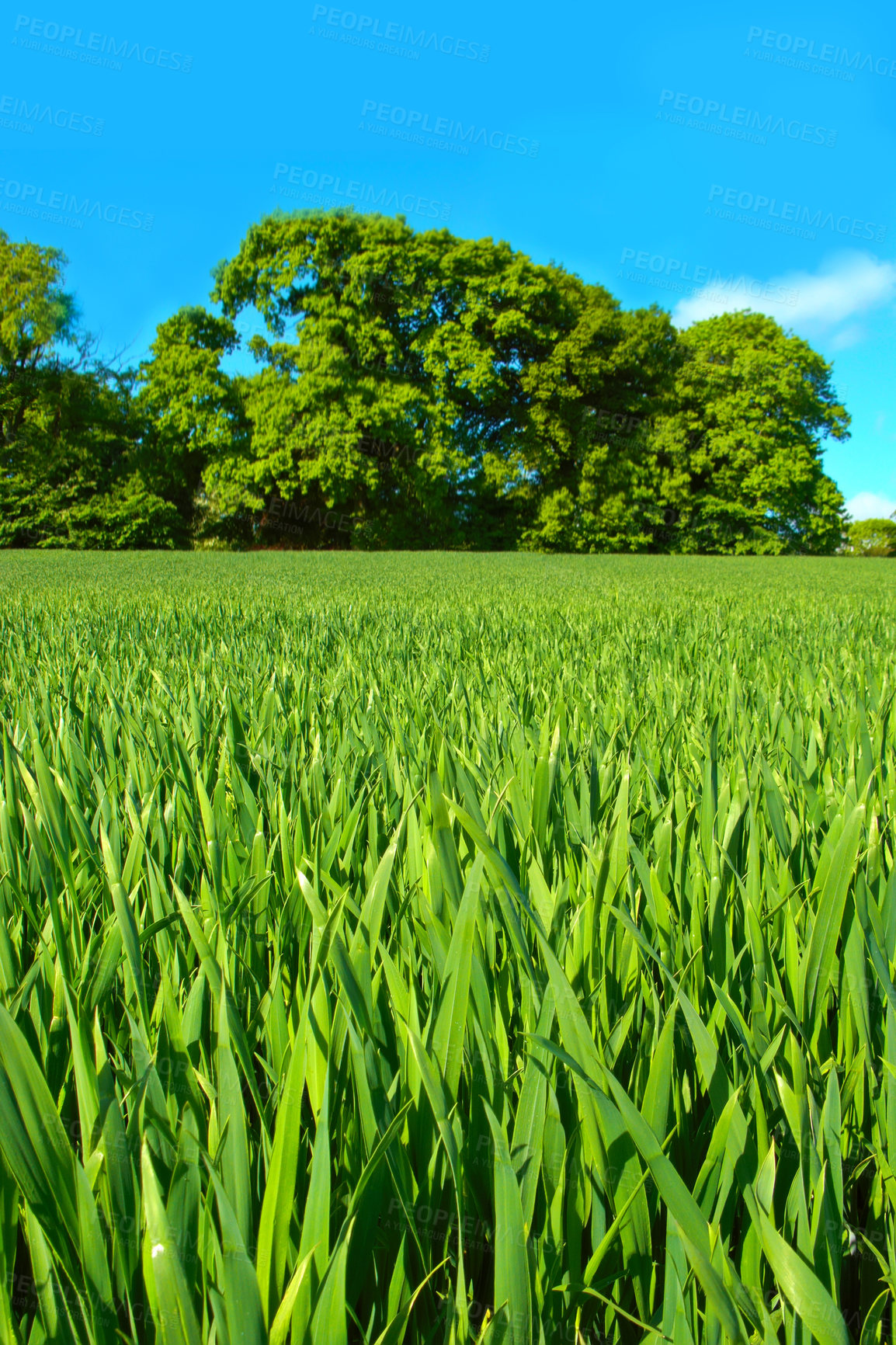 Buy stock photo Meadow, field and nature in environment, trees and land with peace, blue sky and ecosystem in countryside. Sustainability, morning and grass for plant, scenery and outdoor, greenery and park or bush