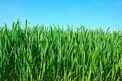 Buy stock photo Farmland in springtime - lots of copy space