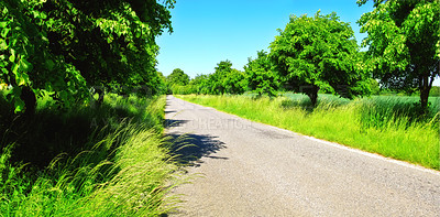 Buy stock photo Grassland, road and trees with field in environment for conservation, travel or roadtrip and landscape. Farmland, street or cornfield with grass, sustainability or ecosystem for countryside adventure