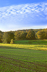 Cornfield in the spring