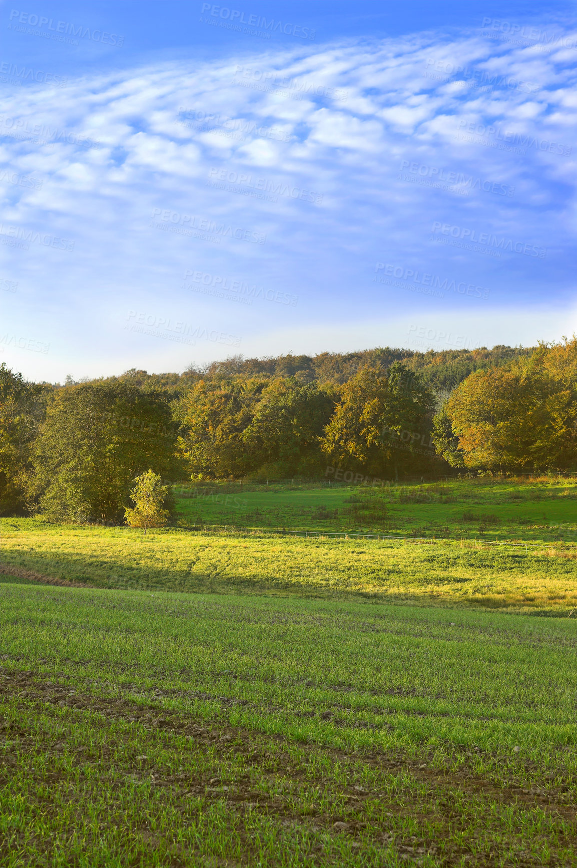 Buy stock photo Land, nature with travel in countryside or farm, meadow or field in Germany with ecology, growth and sustainable. Environment, location and natural background with blue sky landscape for biodiversity