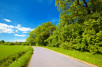 Cornfield in the spring