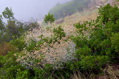 Buy stock photo Closeup of scorched Fynbos growing on Lions Head in Cape Town. The aftermath of a devastating wildfire on a mountain landscape with copyspace. Thick smog air showing survived green bushes and plants