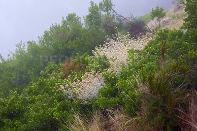 Buy stock photo Closeup of burnt Fynbos growing on Lions Head in South Africa. The aftermath of a wildfire on a mountain landscape with copyspace. Thick smog air showing survived green dense bushes, plants and trees