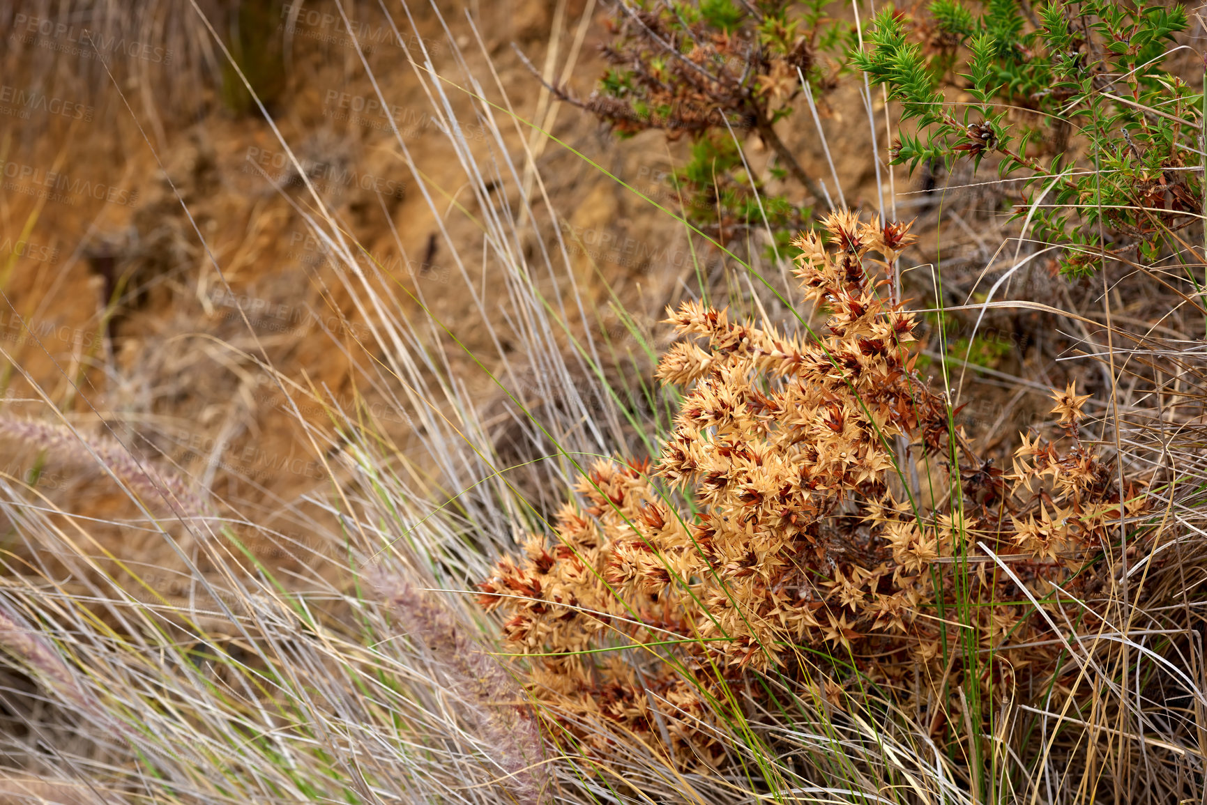 Buy stock photo Closeup of Widowscross plants or scorched brown flowers and Fynbos growing on a rocky landscape. Zoom on in effects of a forest fire in a mountain. Details of environmental damage on a hill in nature