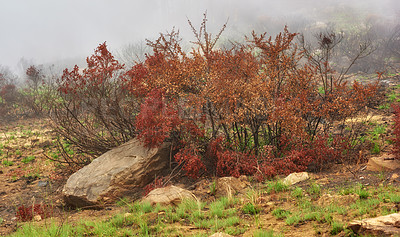 Buy stock photo A colorful tree with red leaves on foggy morning with copyspace. Bushes growing in rocky hill landscape on Lions head, Cape Town. Forest wildfire with thick smoggy air spreading environmental damage