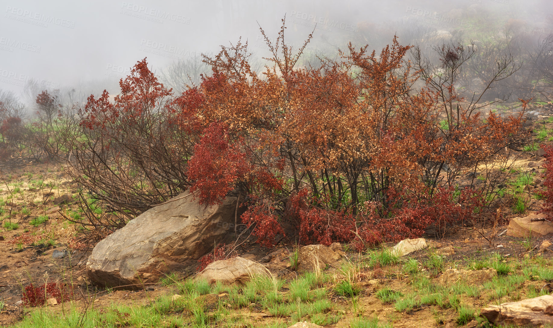 Buy stock photo A colorful tree with red leaves on foggy morning with copyspace. Bushes growing in rocky hill landscape on Lions head, Cape Town. Forest wildfire with thick smoggy air spreading environmental damage