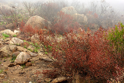 Buy stock photo After the bush fire. The aftermath of a devastating wildfire on a mountain, thick smog air showing survived green bushes and plants