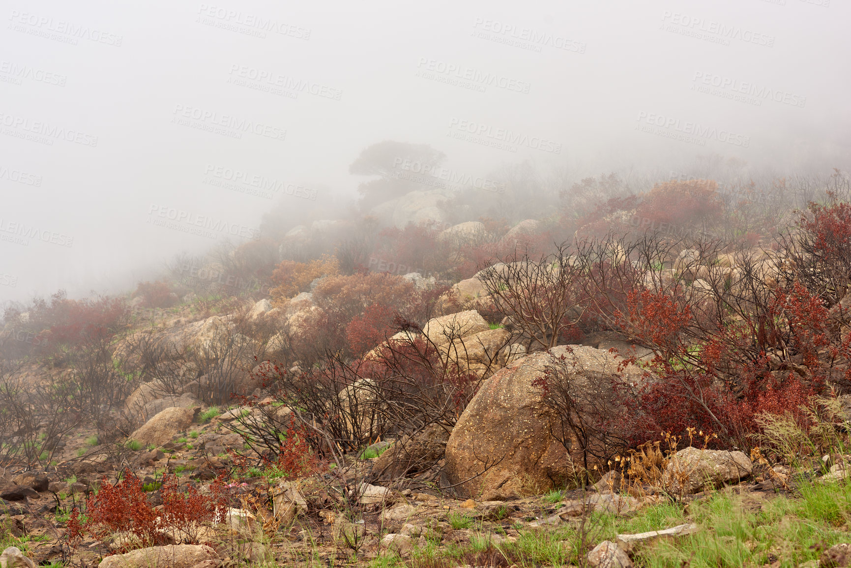 Buy stock photo Aftermath of a bushfire on lions head mountain, cape town, south africa. Smog and smoke covering a hillside after global warming fire destroyed the environment. Climate change is affecting nature