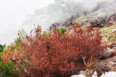 Buy stock photo Colorful bushes on a mountain landscape on a misty morning in nature with copyspace. Leaves changing with the season in the wilderness. A wildfire burning in nature, damaging the forest and plants 