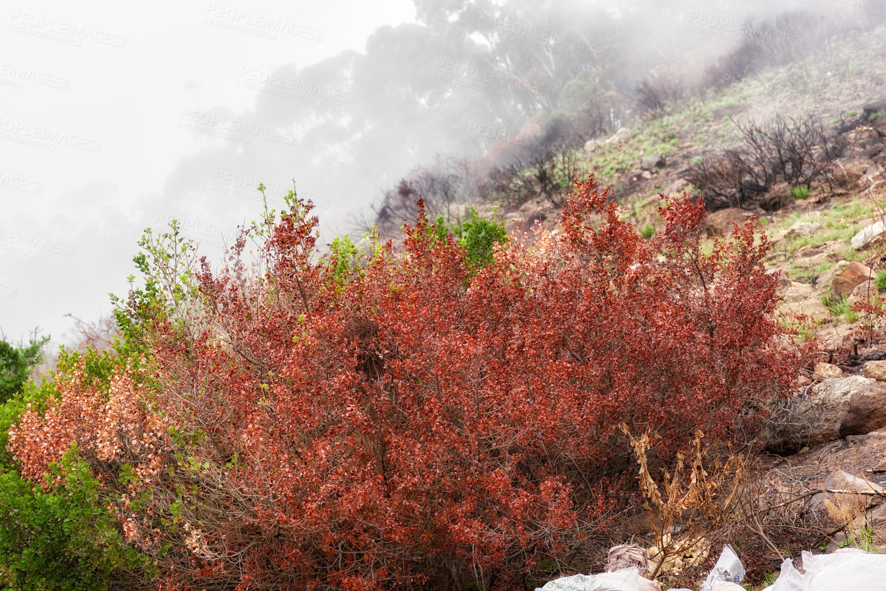 Buy stock photo Colorful bushes on a mountain landscape on a misty morning in nature with copyspace. Leaves changing with the season in the wilderness. A wildfire burning in nature, damaging the forest and plants 