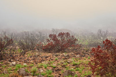 Buy stock photo Wildfire spreading through nature on Lions head, Cape town. Trees, bushes and plants on a misty morning on a rocky landscape with copyspace. Forest showing the aftermath of a fire in the wild 