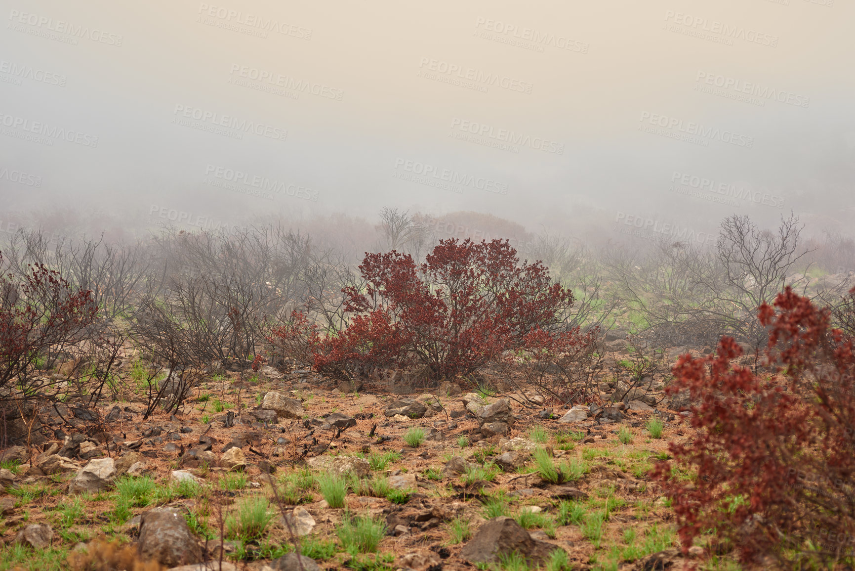 Buy stock photo Wildfire spreading through nature on Lions head, Cape town. Trees, bushes and plants on a misty morning on a rocky landscape with copyspace. Forest showing the aftermath of a fire in the wild 