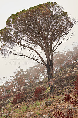 Buy stock photo Tall trees growing on a mountain landscape on a misty morning in South Africa with copyspace. A cold day in nature, forest with bushes and plants. Woods after a wildfire caused environmental damage