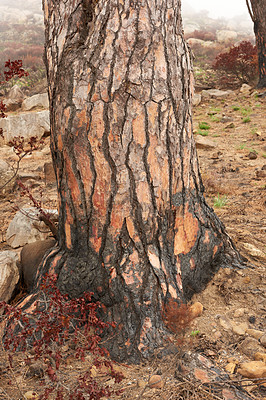 Buy stock photo Closeup of a burnt tree stump on a mountain. Zoom in on burnt texture and patterns of a stump after a wildfire in the forest. Details of the effects of environmental damage after a devastating fire 