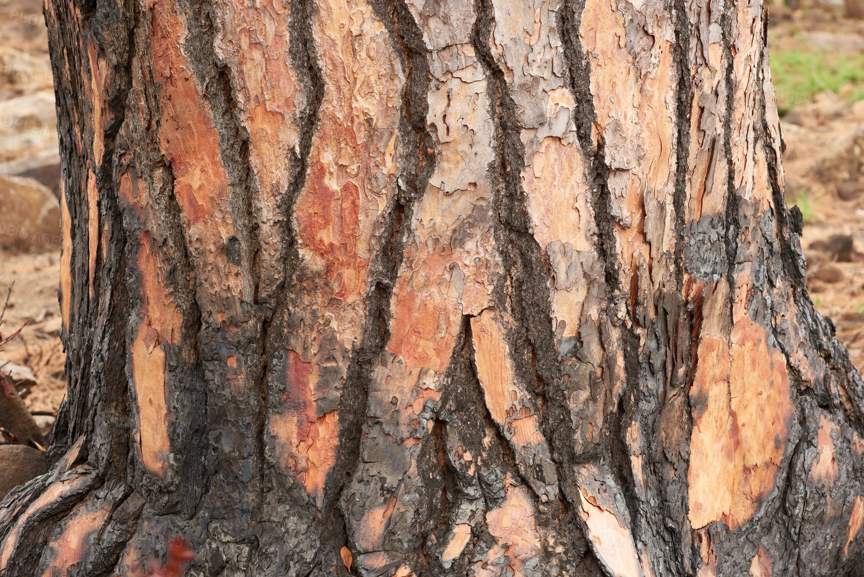 Buy stock photo Closeup of burnt tree on a mountain. Zoom in on texture and patterns of a burned stump after a wildfire in the forest. Devastating fired causing damage in nature, environment damage on scorched tree 