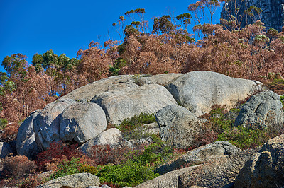 Buy stock photo Dry scorched bushes damaged by a bushfire in the wild, environmental damage and disturbance in a forest. Clear morning after a wildfire in the bushes. Rocky landscape on a mountain with copyspace.