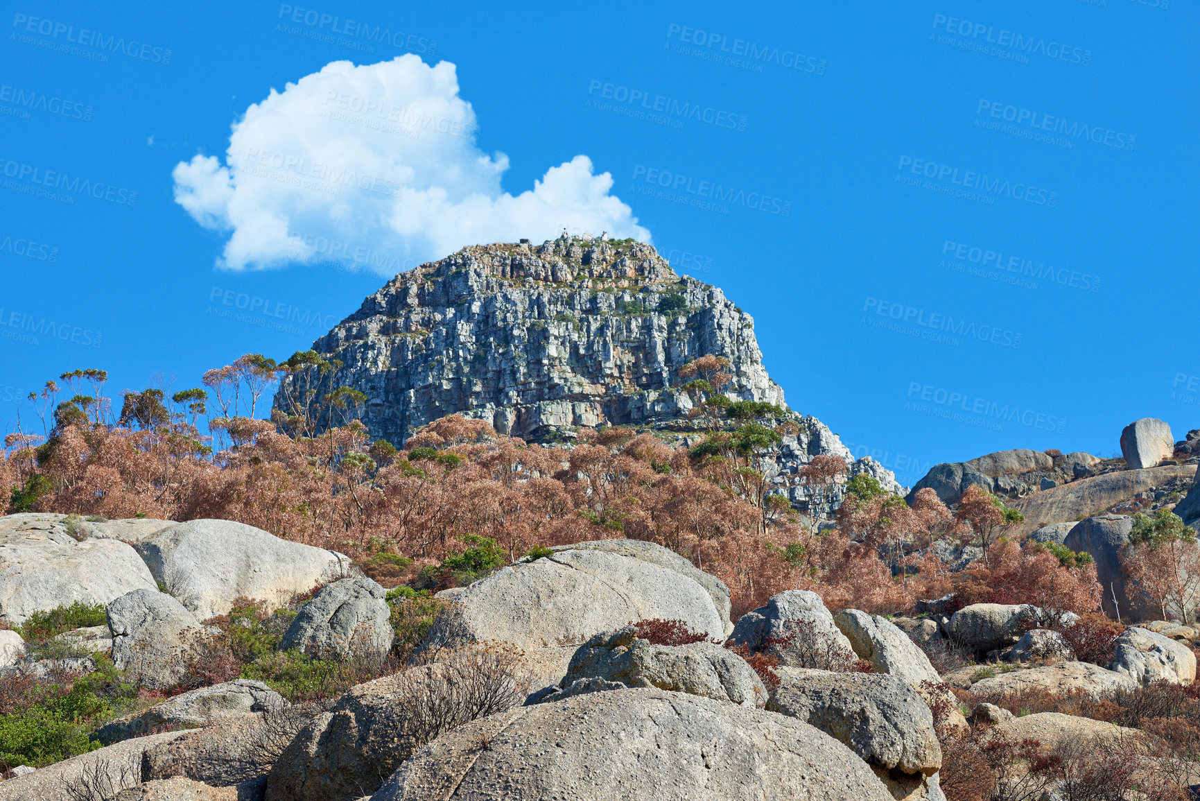 Buy stock photo Scorched landscape after a wildfire on a mountain in Cape Town with copyspace. Ecology ruined by a bushfire in a  forest. Nature in crisis, adding to global warming and loss of wildlife habitat 