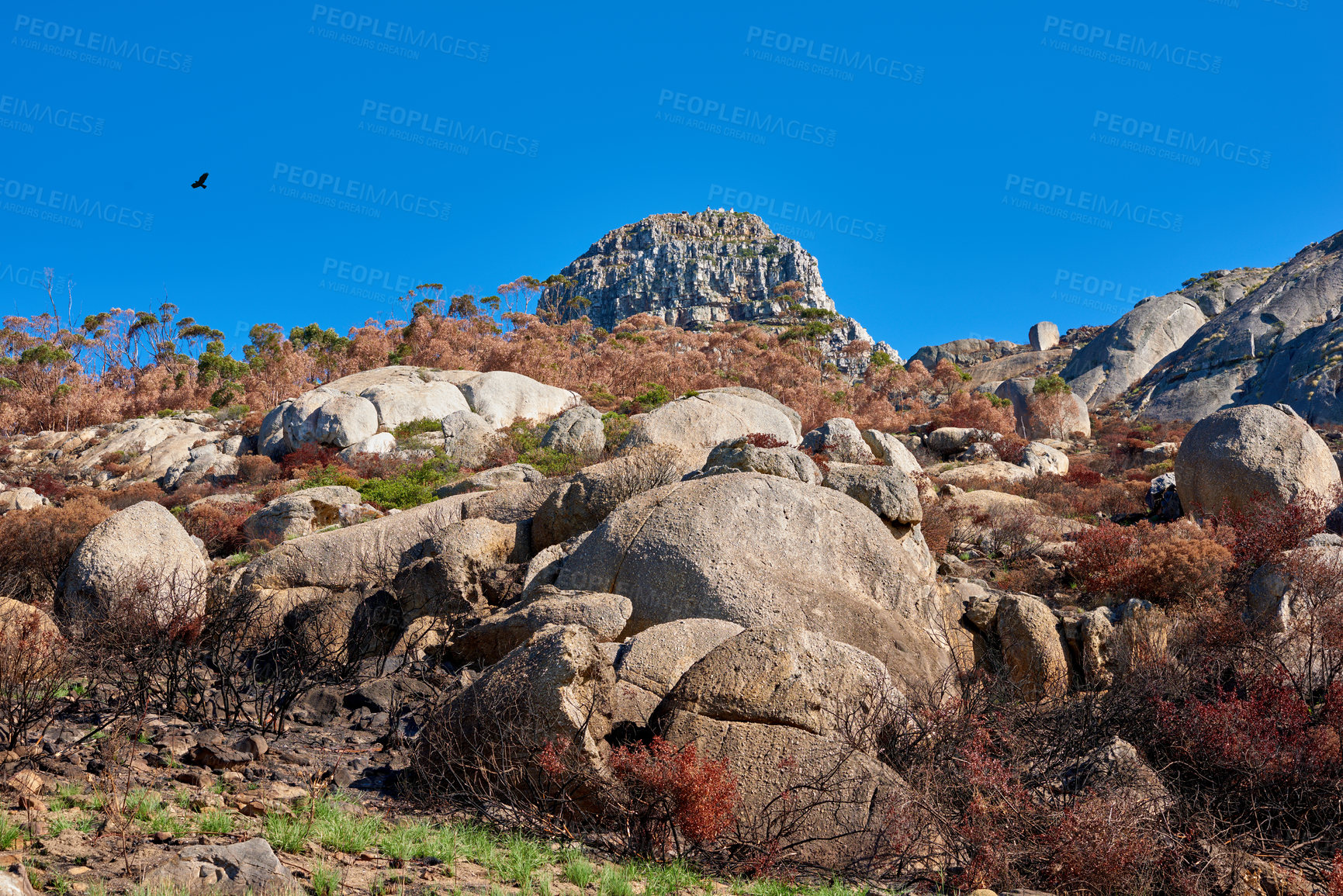 Buy stock photo Rocks on a mountain after a bushfire with copyspace. Devastated by wildfire causing environmental damage in nature. Landscape ruined by disaster adding to global warming and climate change