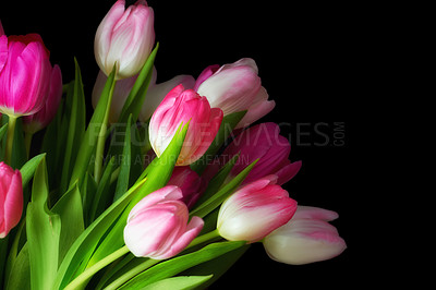 Buy stock photo Bouquet of fresh tulips flowers on a table in empty house. Fresh summer pink flowers symbolising hope, love and growth. Bright flowers as a surprise gift or apology gesture against black copy space