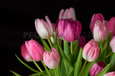 Buy stock photo Bouquet of fresh tulips flowers on a table in empty house. Fresh summer pink flowers symbolize hope, love and growth. Bright flowers as a surprise gift or apology gesture against black copy space