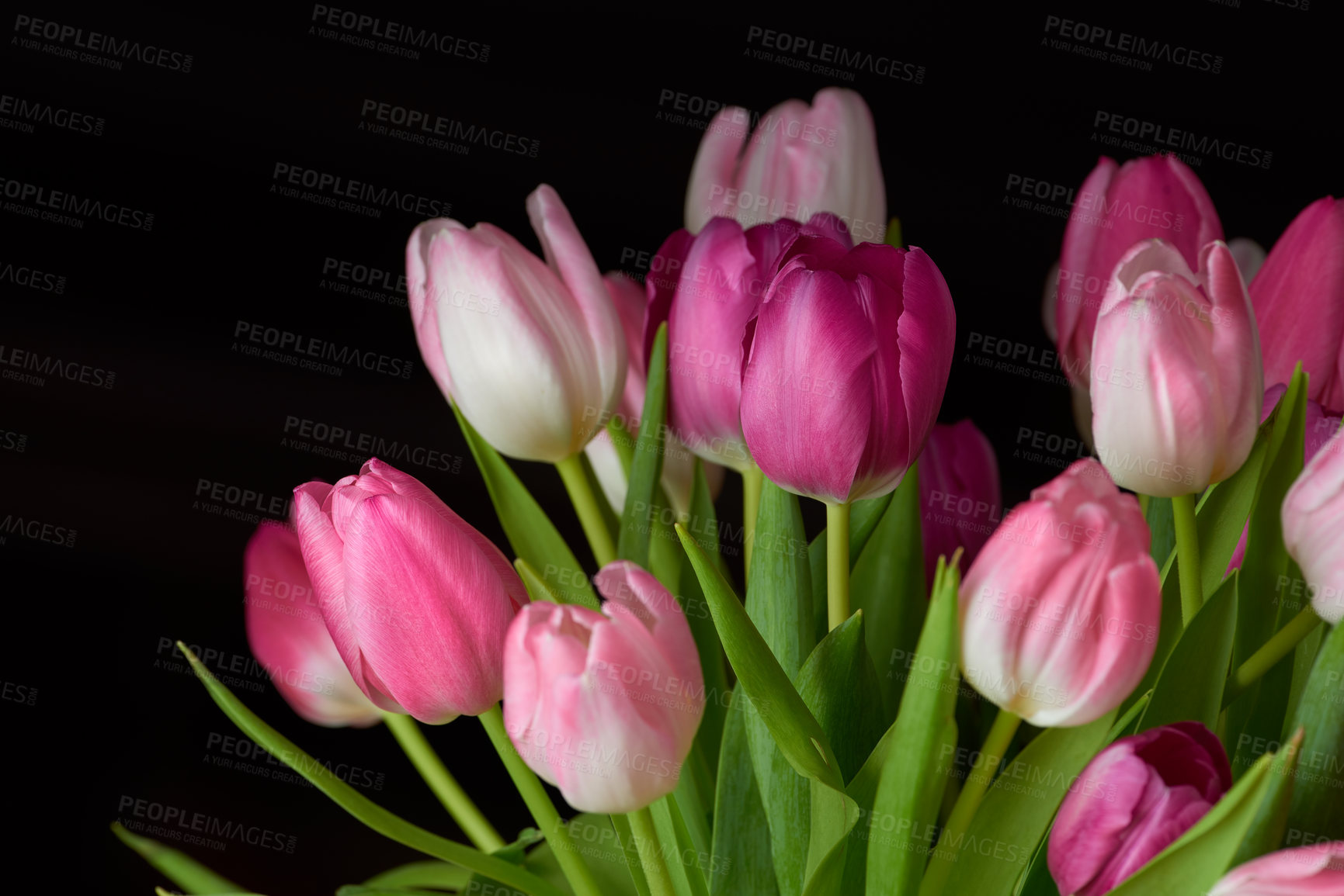 Buy stock photo Bouquet of fresh tulips flowers on a table in empty house. Fresh summer pink flowers symbolize hope, love and growth. Bright flowers as a surprise gift or apology gesture against black copy space