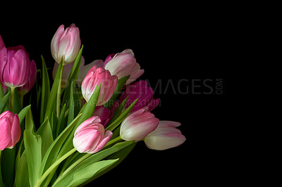 Buy stock photo Bouquet of fresh tulips flowers on a table in empty house. Fresh summer pink flowers symbolising hope, love and growth. Bright flowers as a surprise gift, apology or condolences against black