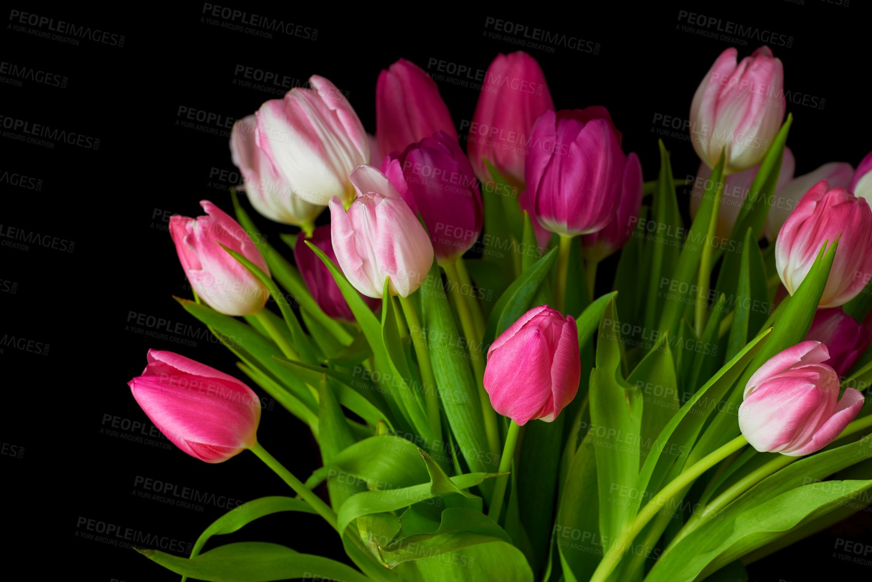 Buy stock photo Bouquet of fresh tulips flowers on a table in empty house. Fresh summer pink flowers symbolising hope, love and growth. Bright flowers as a surprise gift or apology gesture against black copyspace