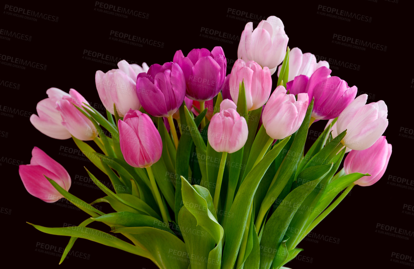 Buy stock photo Bouquet of fresh tulips flowers on a table in empty house. Fresh summer pink flowers symbolising hope, love and growth. Bright flowers as a surprise gift or apology gesture against black copyspace