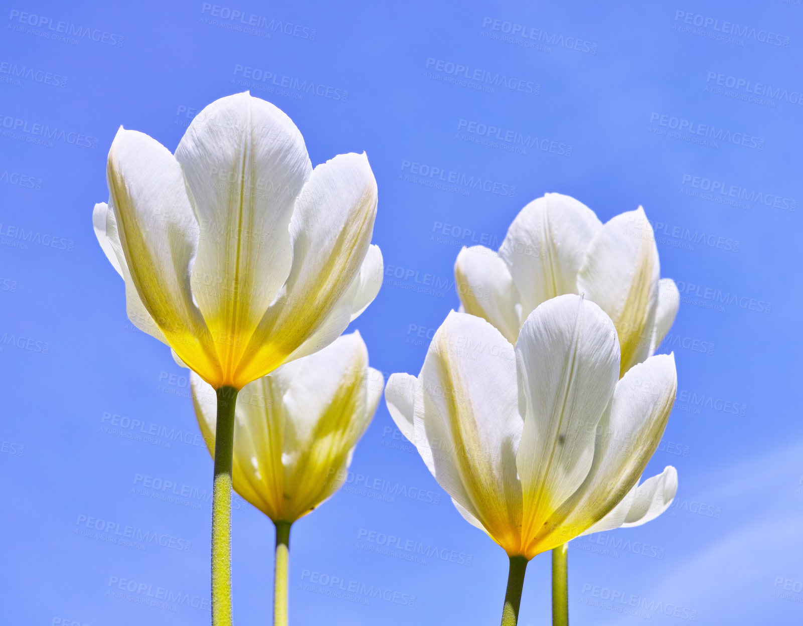 Buy stock photo Tulips in bloom on a warm summers day. Seasonal growth encourages change and symbolises opportunity, endurance and success. Seasonal flowers symbolising romance, love, beauty and courage