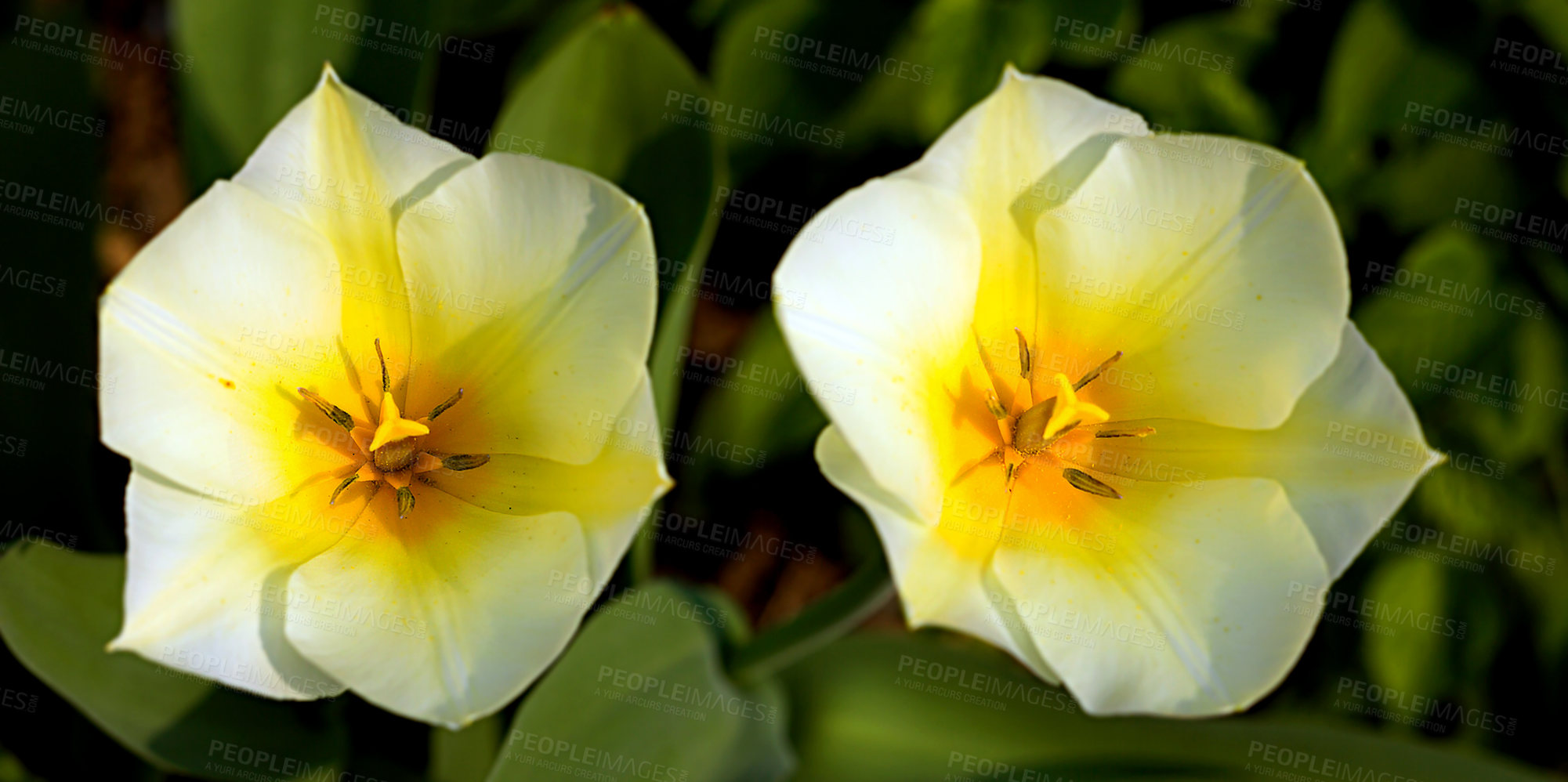 Buy stock photo Garden tulips in springtime. Springtime photo of orange tulips. Bright Parrot Tulip flowers. Tulip garden spring nature, large buds of tulips. 