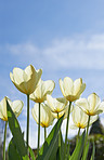 Tulips beauties 