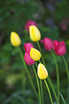 Tulips - springtime beauties