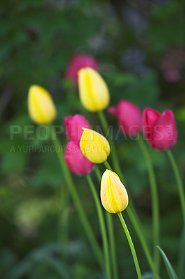 Buy stock photo Tulips in bloom on a warm summers day. Seasonal growth encourages change and symbolises opportunity, endurance and success. Seasonal flowers symbolising romance, love, beauty and courage