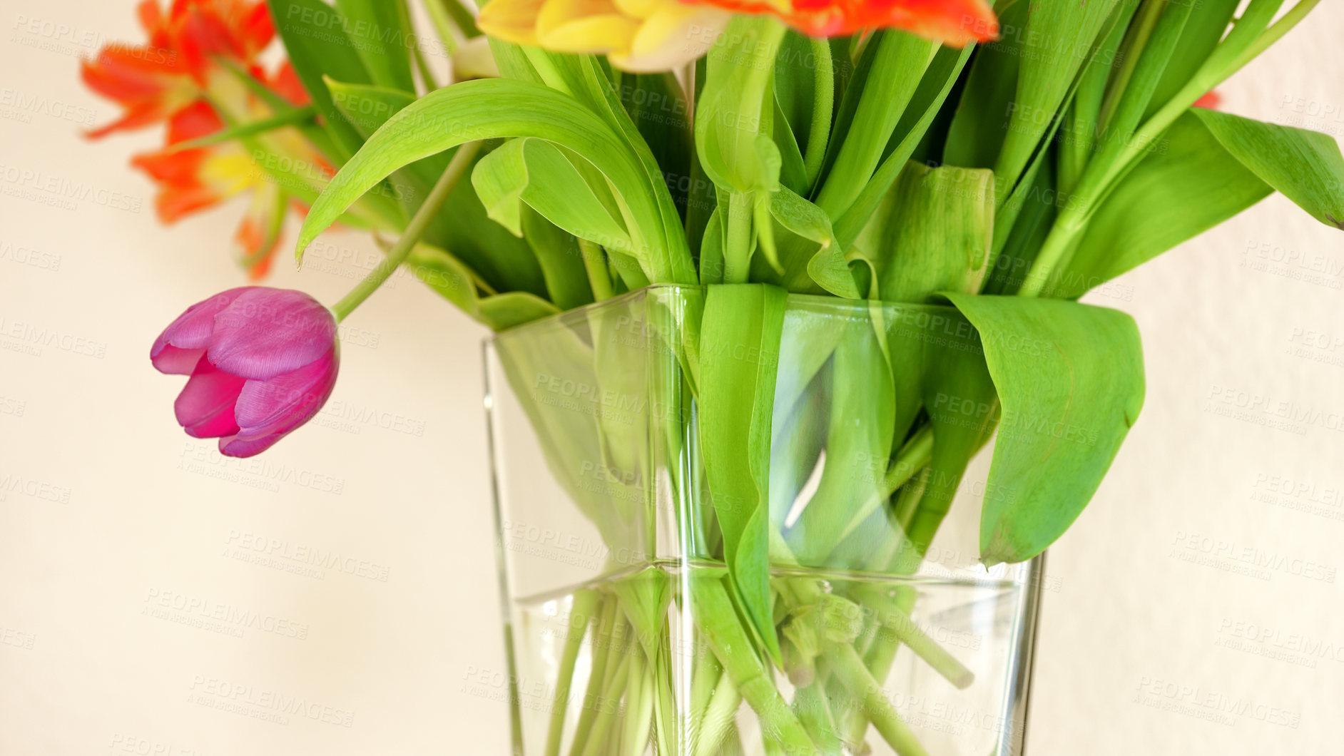 Buy stock photo Fresh tulips in a vase within a bright room with copyspace. Mixed vibrant flowers in fresh water arranged as an apology, greeting, romantic gesture or welcome at empty house with copy space