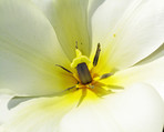 Tulips - springtime beauties