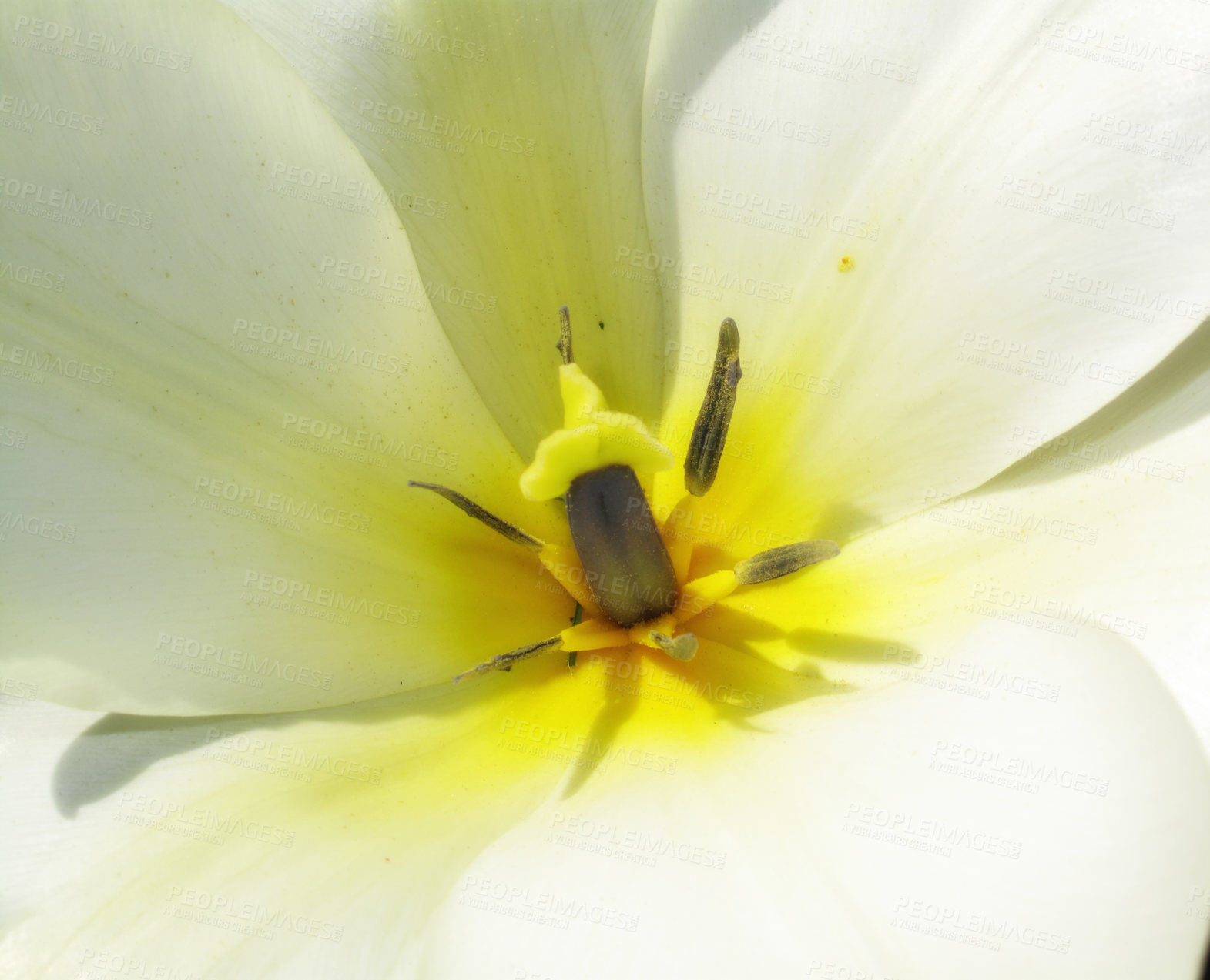 Buy stock photo Closeup, yellow Tulips or flower on a sunny day for growing, gardening and spring bouquet for love. Leaf, blossom and floral plant in nature for season change, gift or florist with bright color