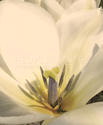 Buy stock photo Closeup, white Tulips or flower on a sunny day for growing, gardening and romantic bouquet for love. Leaf, blossom and floral plant in nature for season change, gift or florist with bright color