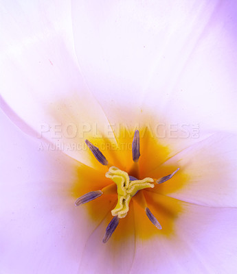 Buy stock photo Closeup of the inside of an open garden tulip. Colours of the flowers can range anywhere from red to yellow to white. Beautiful flowers can be used as a symbol for true love and royalty