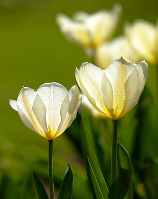 Buy stock photo Closeup, white Tulips or flower on a sunny day for growing, gardening and romantic bouquet for love. Leaf, blossom and floral plant in nature for season change, gift or florist with bright color