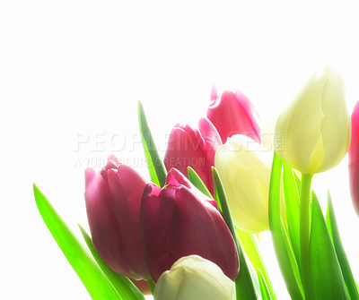 Buy stock photo Tulips, colorful and bloom in spring for growth, beauty and environment. Flowers, vibrant and glowing for climate, nature and floral arrangement on white background for gardening, bouquet and display