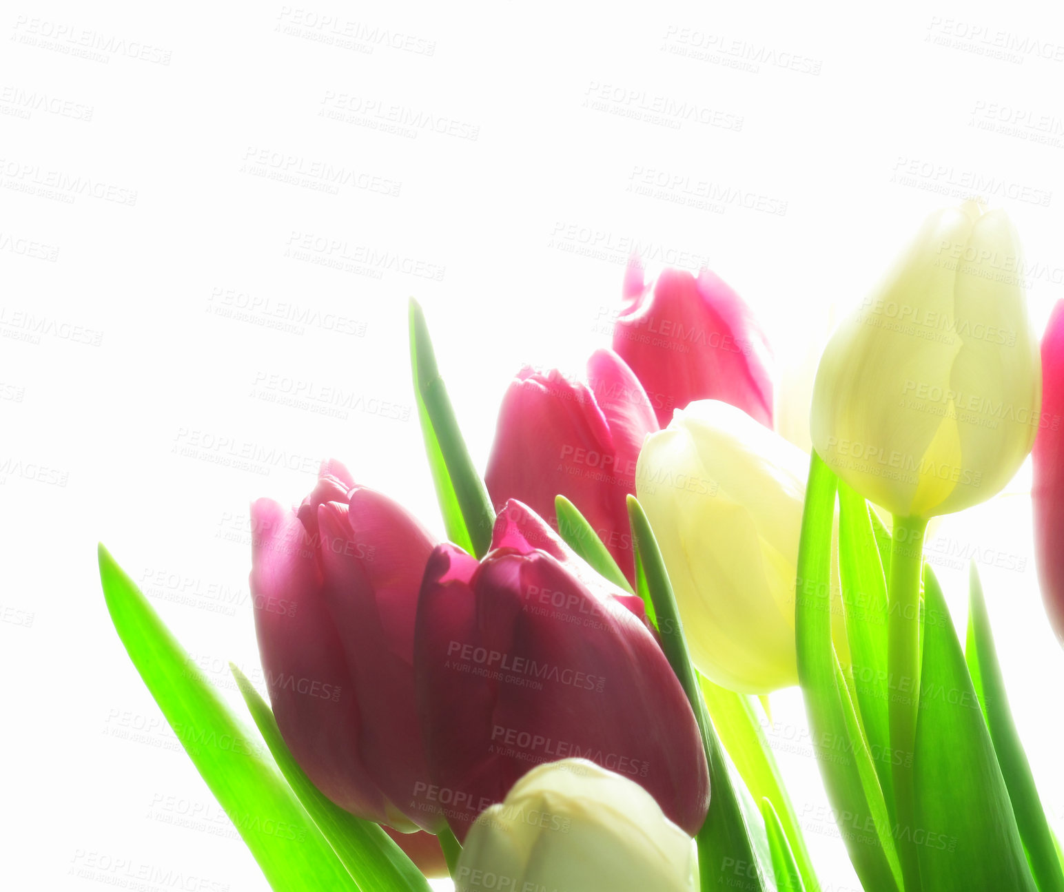 Buy stock photo Tulips, colorful and bloom in spring for growth, beauty and environment. Flowers, vibrant and glowing for climate, nature and floral arrangement on white background for gardening, bouquet and display