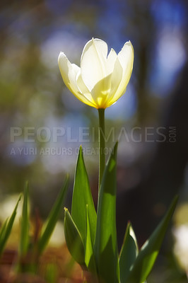 Buy stock photo Closeup, white Tulips or flower on a sunny day for growing, gardening and romantic bouquet for love. Leaf, blossom and floral plant in nature for season change, gift or florist with bright color