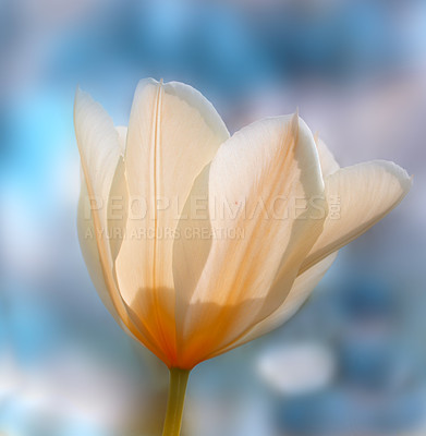 Buy stock photo Garden tulips in springtime