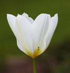 Tulips - springtime beauties