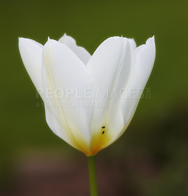 Buy stock photo Flower, tulip and calm in outdoor nature, horticulture and conservation of meadow or garden. Plant, petal and growth in countryside for ecology, spring blossom and botany for sustainable environment