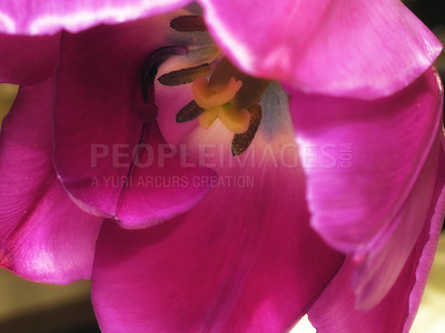 Buy stock photo Closeup, flower and tulip in outdoor nature for environment, growth or spring day blossom in garden. Zoom, floral ecology and fresh purple plants for natural petals, blooming or meadow in park