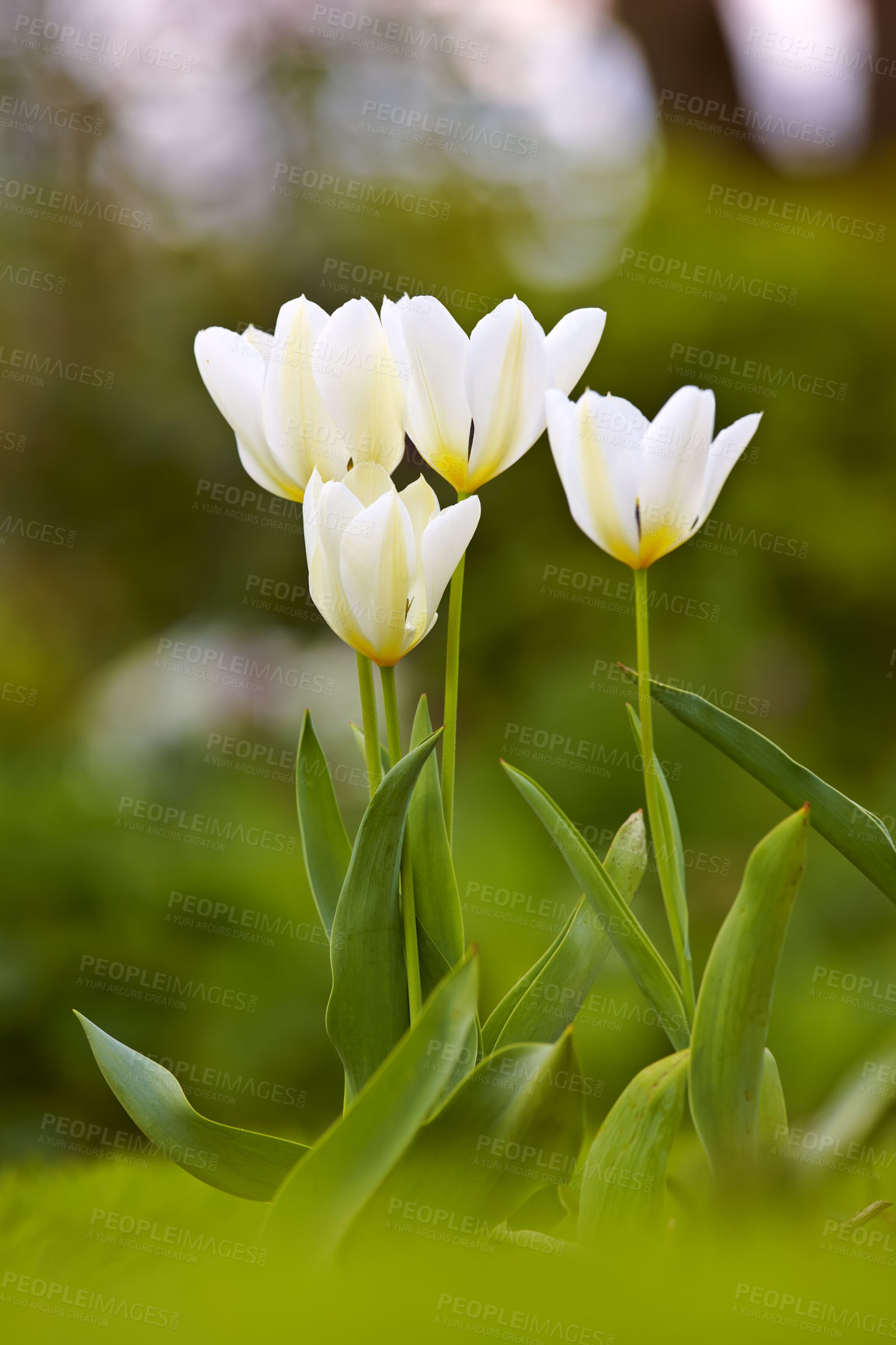 Buy stock photo Closeup of white Tulips in a park or garden on a summers day with bokeh background copyspace. Zoom in on seasonal flowers growing in nature. Details, texture and natures pattern of a flowerhead